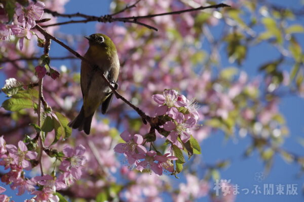 ヒマラヤ桜