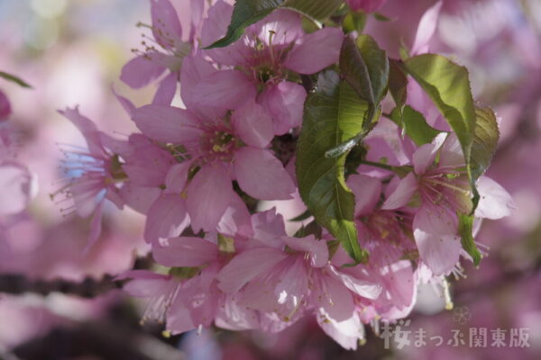 ヒマラヤ桜