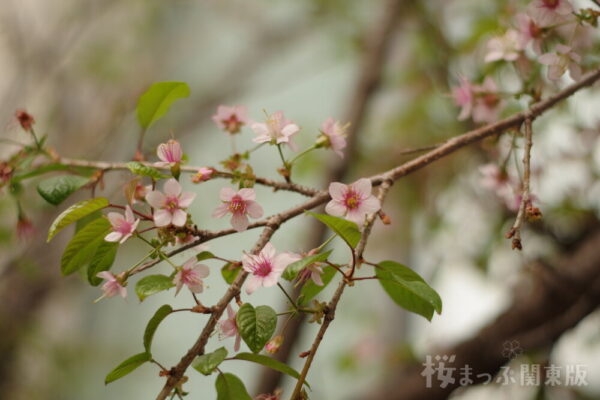 ヒマラヤ桜